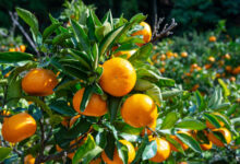 العراق يستورد أكثر من 544 مليون دولار من الحمضيات التركية خلال 2025