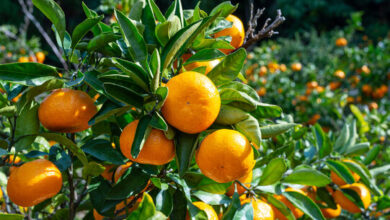 العراق يستورد أكثر من 544 مليون دولار من الحمضيات التركية خلال 2025