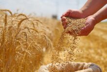 الجزائر تطرح مناقصة دولية لشراء 50 ألف طن قمح