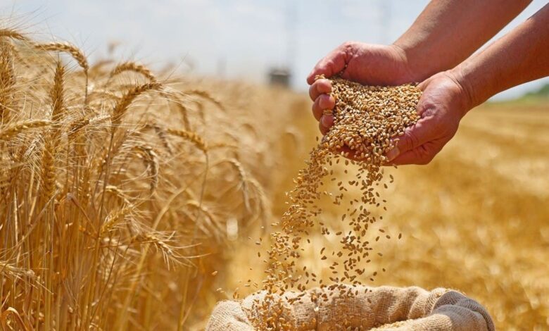 الجزائر تطرح مناقصة دولية لشراء 50 ألف طن قمح