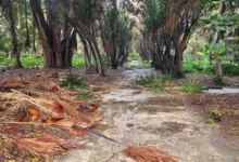 ولاية الجزائر تمدد غلق الفضاءات الغابية والمنتزهات العمومية بسبب الطقس