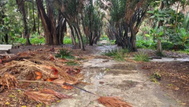 ولاية الجزائر تمدد غلق الفضاءات الغابية والمنتزهات العمومية بسبب الطقس