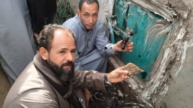 مصر: مملكة نحل داخل مقبرة تفاجئ أهالي قرية بالمنوفية أثناء عملية دفن 2 مصر: مملكة نحل داخل مقبرة تفاجئ أهالي قرية بالمنوفية أثناء عملية دفن