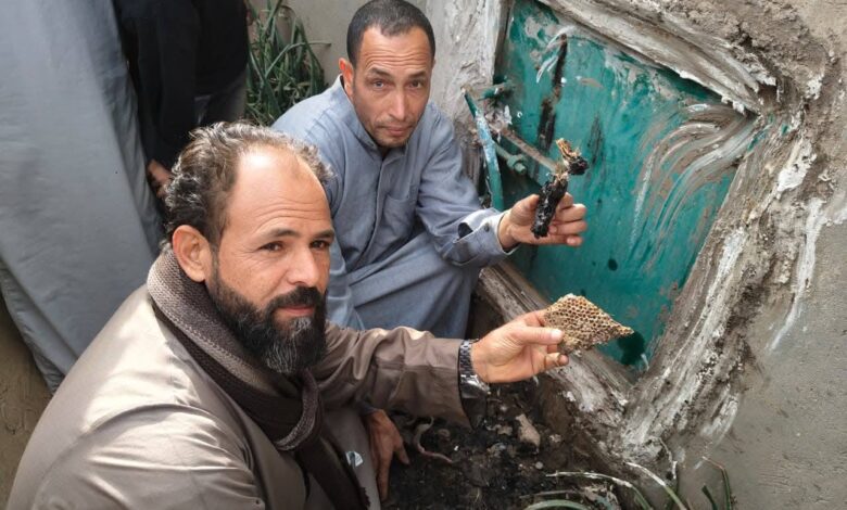مصر: مملكة نحل داخل مقبرة تفاجئ أهالي قرية بالمنوفية أثناء عملية دفن