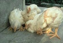 سلطات ليبية تحذر من تفشي وباء النيوكاسل في دواجن شرق البلاد