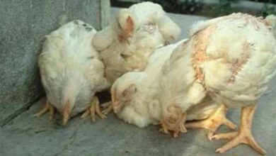 سلطات ليبية تحذر من تفشي وباء النيوكاسل في دواجن شرق البلاد