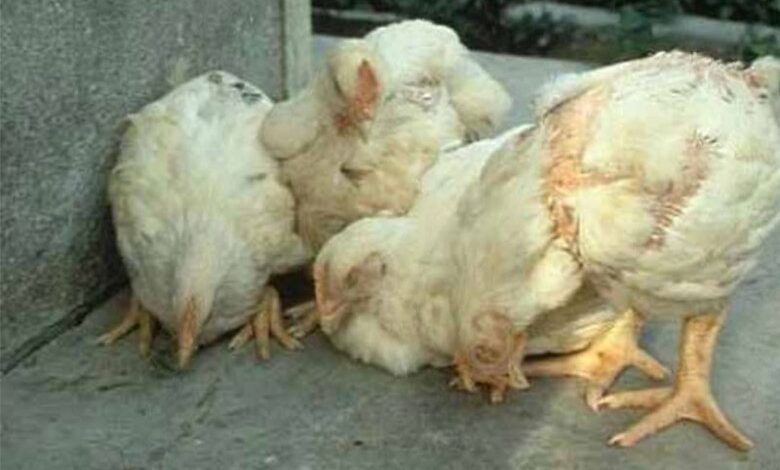 سلطات ليبية تحذر من تفشي وباء النيوكاسل في دواجن شرق البلاد 1 سلطات ليبية تحذر من تفشي وباء النيوكاسل في دواجن شرق البلاد