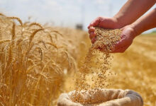 المغرب يمدد دعم استيراد القمح اللين حتى نهاية أبريل 2026