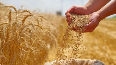المغرب يمدد دعم استيراد القمح اللين حتى نهاية أبريل 2026