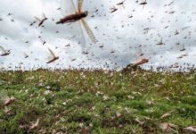 الزراعة المصرية تنفي دخول أسراب الجراد الصحراوي إلى شمال سيناء