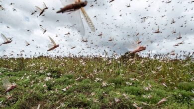 الزراعة المصرية تنفي دخول أسراب الجراد الصحراوي إلى شمال سيناء