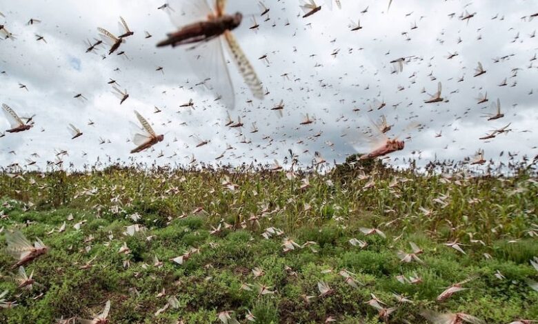 الزراعة المصرية تنفي دخول أسراب الجراد الصحراوي إلى شمال سيناء