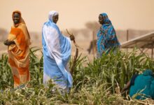 موريتانيا تحقق إنتاجًا قياسيًا من الأرز خلال موسم 2025