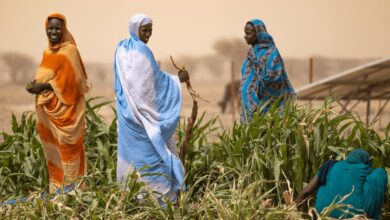 موريتانيا تحقق إنتاجًا قياسيًا من الأرز خلال موسم 2025