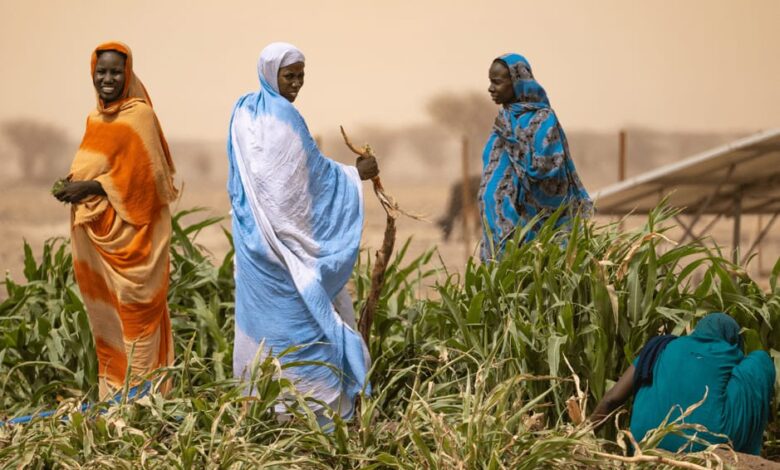 موريتانيا تحقق إنتاجًا قياسيًا من الأرز خلال موسم 2025 1 موريتانيا تحقق إنتاجًا قياسيًا من الأرز خلال موسم 2025