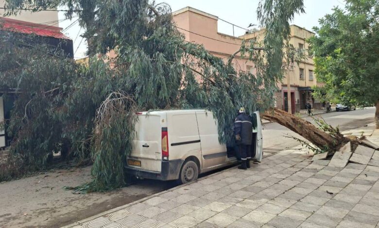 أدت إلى تعليق الدراسة وغلق المنتزهات العمومية ...الجزائر على وقع عاصفة رياح نادرة