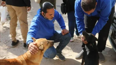 مصر تطلق حملات تحصين وتعقيم كلاب الشوارع لتعزيز الأمن الصحي