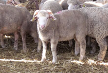 الجزائر تبدأ التحضيرات لاستيراد مليون رأس غنم استعداداً لعيد الأضحى