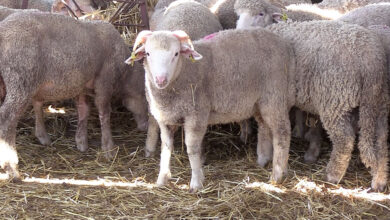 الجزائر تبدأ التحضيرات لاستيراد مليون رأس غنم استعداداً لعيد الأضحى