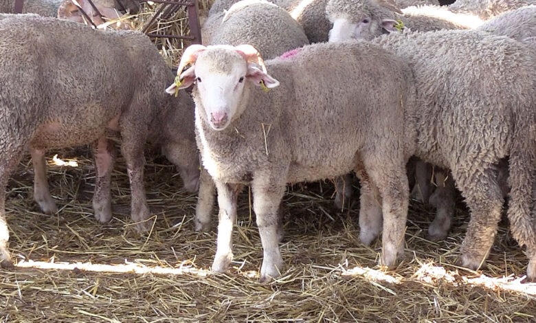 الجزائر تبدأ التحضيرات لاستيراد مليون رأس غنم استعداداً لعيد الأضحى