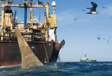 معاهدة الأمم المتحدة بشأن أعالي البحار تدخل حيز التنفيذ بحضور المغرب