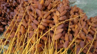 تونس تحصل على أول اعتماد روسي لتصدير التمور والزيوت البيولوجية