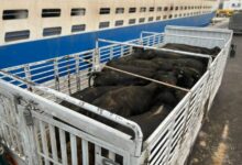 وصول شحنة عجول مستوردة من البرازيل إلى ميناء بجاية لدعم السوق الجزائرية