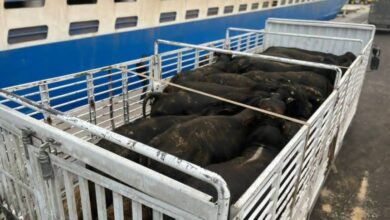 وصول شحنة عجول مستوردة من البرازيل إلى ميناء بجاية لدعم السوق الجزائرية