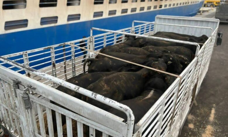 وصول شحنة عجول مستوردة من البرازيل إلى ميناء بجاية لدعم السوق الجزائرية