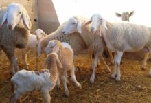 نائب برلماني تونسي: ذبح إناث الأغنام العام الماضي أثر على القطيع وبرمجة توريد 20 ألف رأس