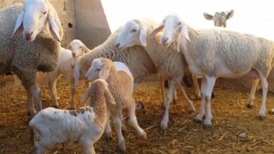 نائب برلماني تونسي: ذبح إناث الأغنام العام الماضي أثر على القطيع وبرمجة توريد 20 ألف رأس