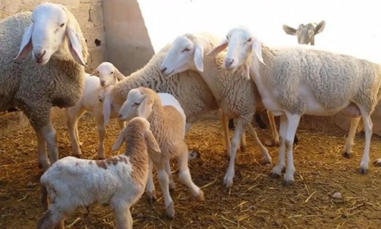 نائب برلماني تونسي: ذبح إناث الأغنام العام الماضي أثر على القطيع وبرمجة توريد 20 ألف رأس 1 نائب برلماني تونسي: ذبح إناث الأغنام العام الماضي أثر على القطيع وبرمجة توريد 20 ألف رأس