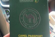 السعودية تدرس إصدار جواز سفر رسمي للإبل