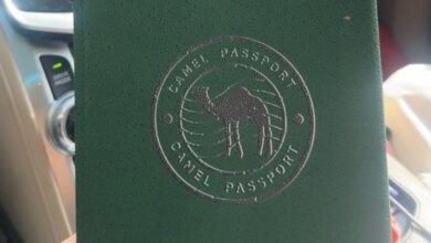 السعودية تدرس إصدار جواز سفر رسمي للإبل