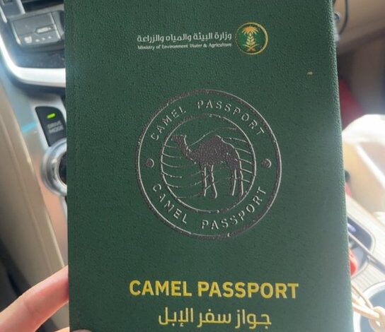 السعودية تدرس إصدار جواز سفر رسمي للإبل