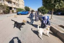 تعقيم وتحصين الكلاب الضالة بمصر.. تحرك رسمي جديد