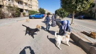 تعقيم وتحصين الكلاب الضالة بمصر.. تحرك رسمي جديد