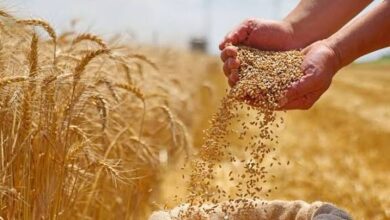 تونس تطرح مناقصة دولية لشراء 50 ألف طن من علف الشعير