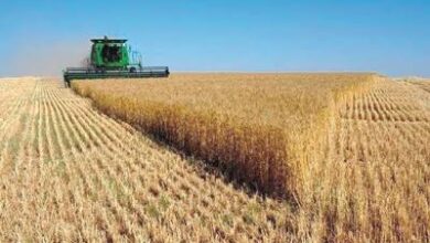 مهنيّو الحبوب بالمغرب: توقعات بتضاعف المحصول إلى 9 ملايين طن بفضل الأمطار