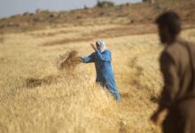 سوريا تكشف خريطة طريق زراعية حتى 2030 لتعزيز السيادة الغذائية