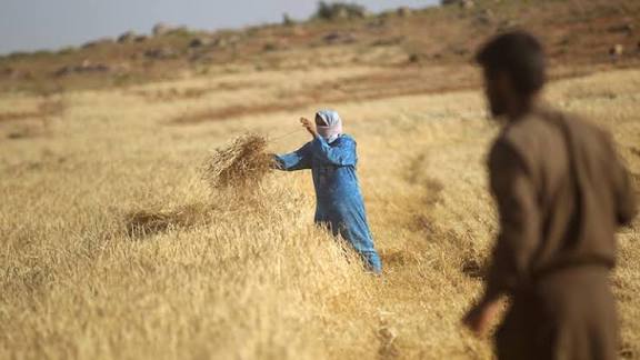 سوريا تكشف خريطة طريق زراعية حتى 2030 لتعزيز السيادة الغذائية 1 سوريا تكشف خريطة طريق زراعية حتى 2030 لتعزيز السيادة الغذائية