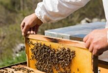 المغرب: خسائر كبيرة لمربي النحل في الشمال والغرب بعد الأمطار والفيضانات