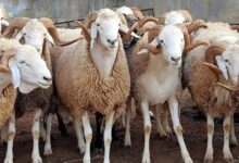 الجزائر تستورد مليون رأس غنم تحسبًا لعيد الأضحى وتُدرج موريتانيا ضمن الدول الموردة