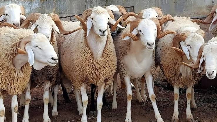 الجزائر تستورد مليون رأس غنم تحسبًا لعيد الأضحى وتُدرج موريتانيا ضمن الدول الموردة