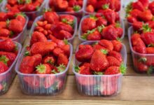 مصر تتصدر عالميًا تصدير الفراولة المجمدة مع اعتماد مزارعي البحيرة على الطاقة الشمسية