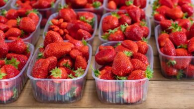 مصر تتصدر عالميًا تصدير الفراولة المجمدة مع اعتماد مزارعي البحيرة على الطاقة الشمسية