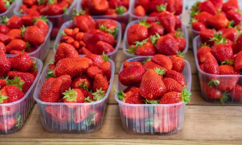 مصر تتصدر عالميًا تصدير الفراولة المجمدة مع اعتماد مزارعي البحيرة على الطاقة الشمسية