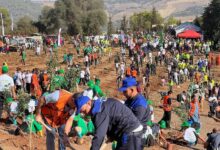 الجزائر تطلق حملة وطنية لغرس خمسة ملايين شجرة في يوم واحد
