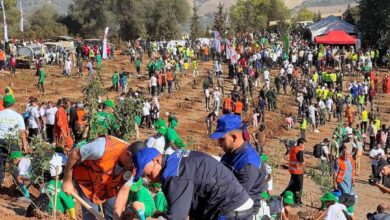 الجزائر تُعد 100 ألف شجرة أركان ضمن حملة تشجير وطنية واسعة
