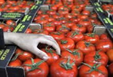 المغرب ثاني أكبر مورّد للطماطم إلى الاتحاد الأوروبي في 2025
